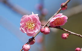 梅の花